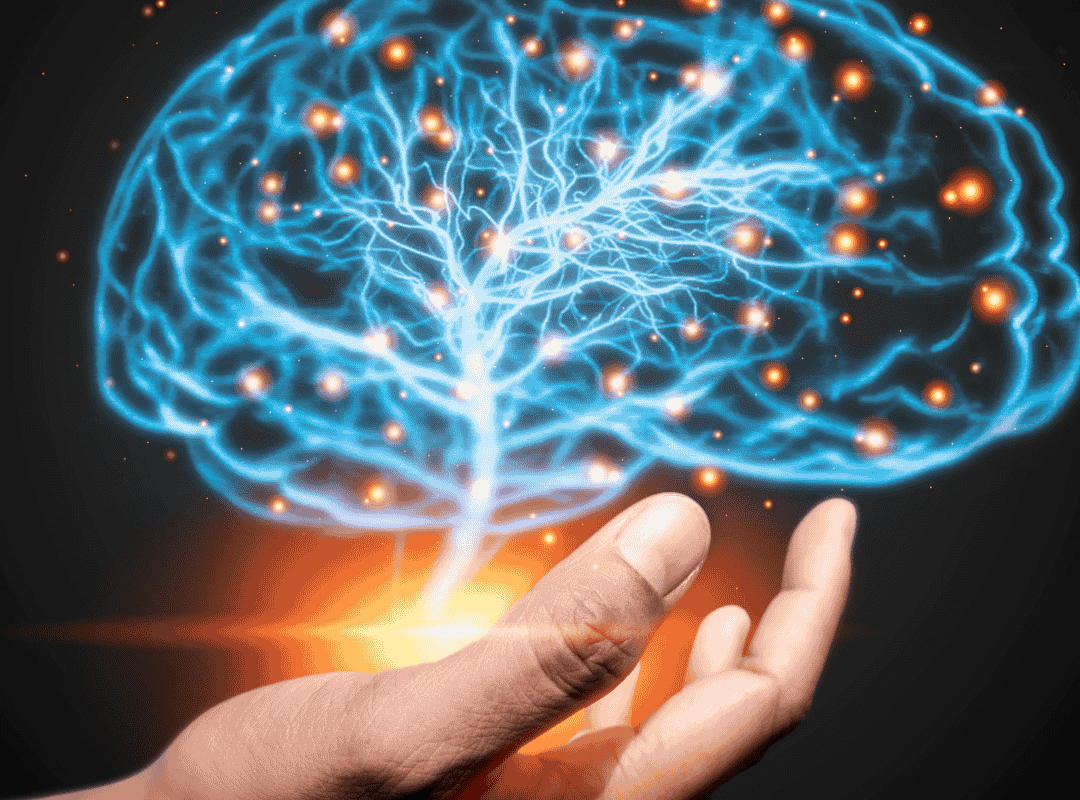 nervous system (1)