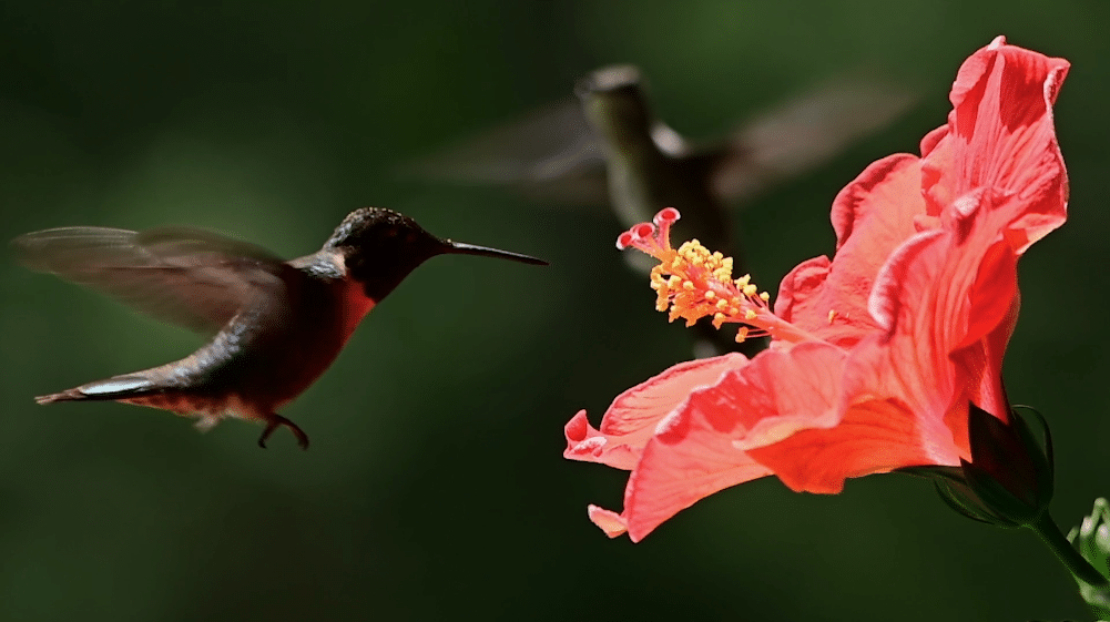 Hummingbird Inhale Nature